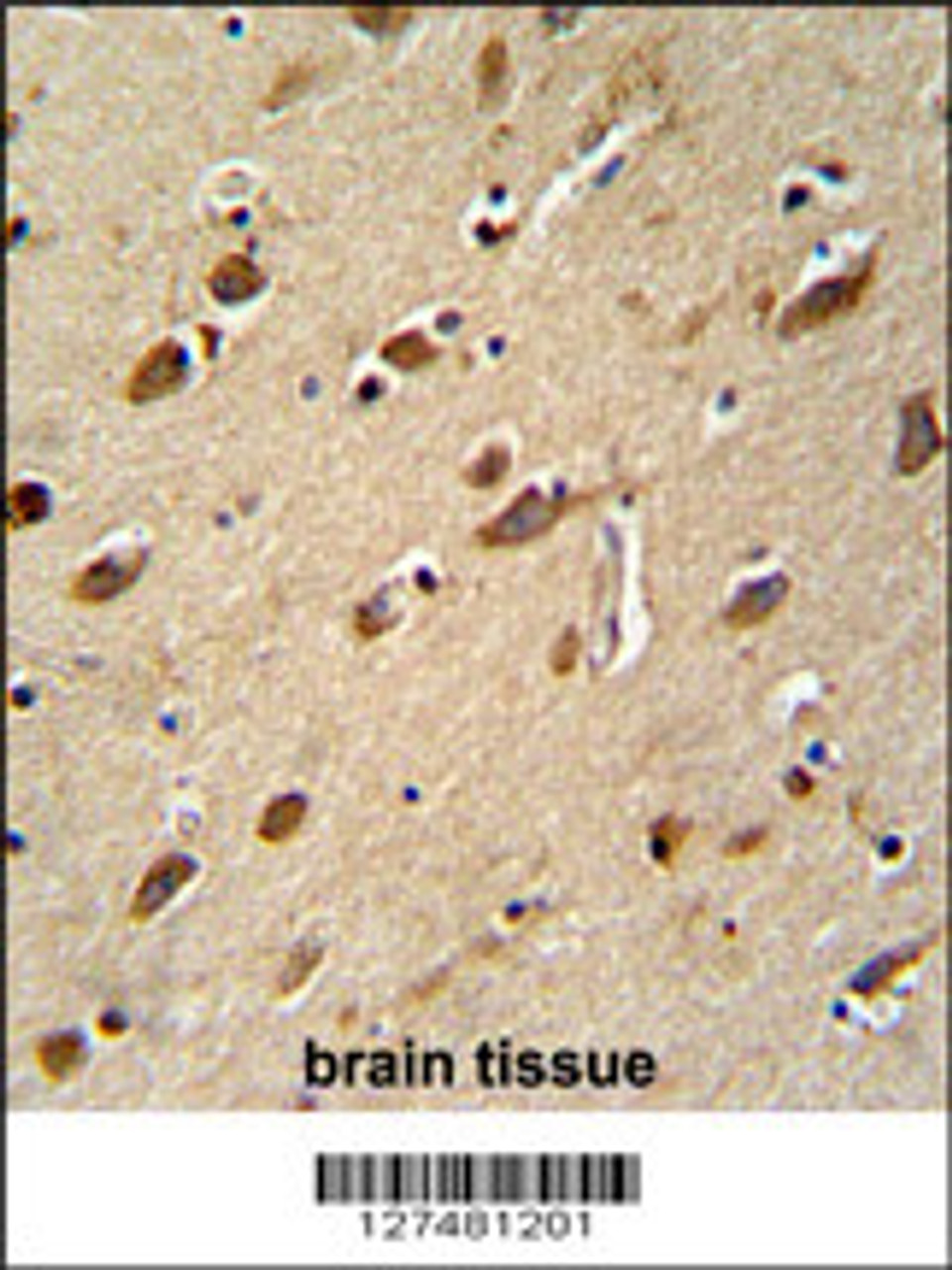 MYLK4 antibody immunohistochemistry analysis in formalin fixed and paraffin embedded human brain tissue followed by peroxidase conjugation of the secondary antibody and DAB staining.