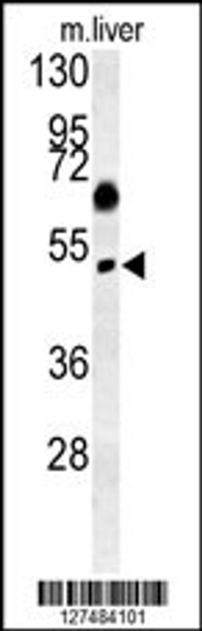 Western blot analysis in mouse liver tissue lysates (15ug/lane) .This demonstrates the detected SNX31 protein (arrow) .