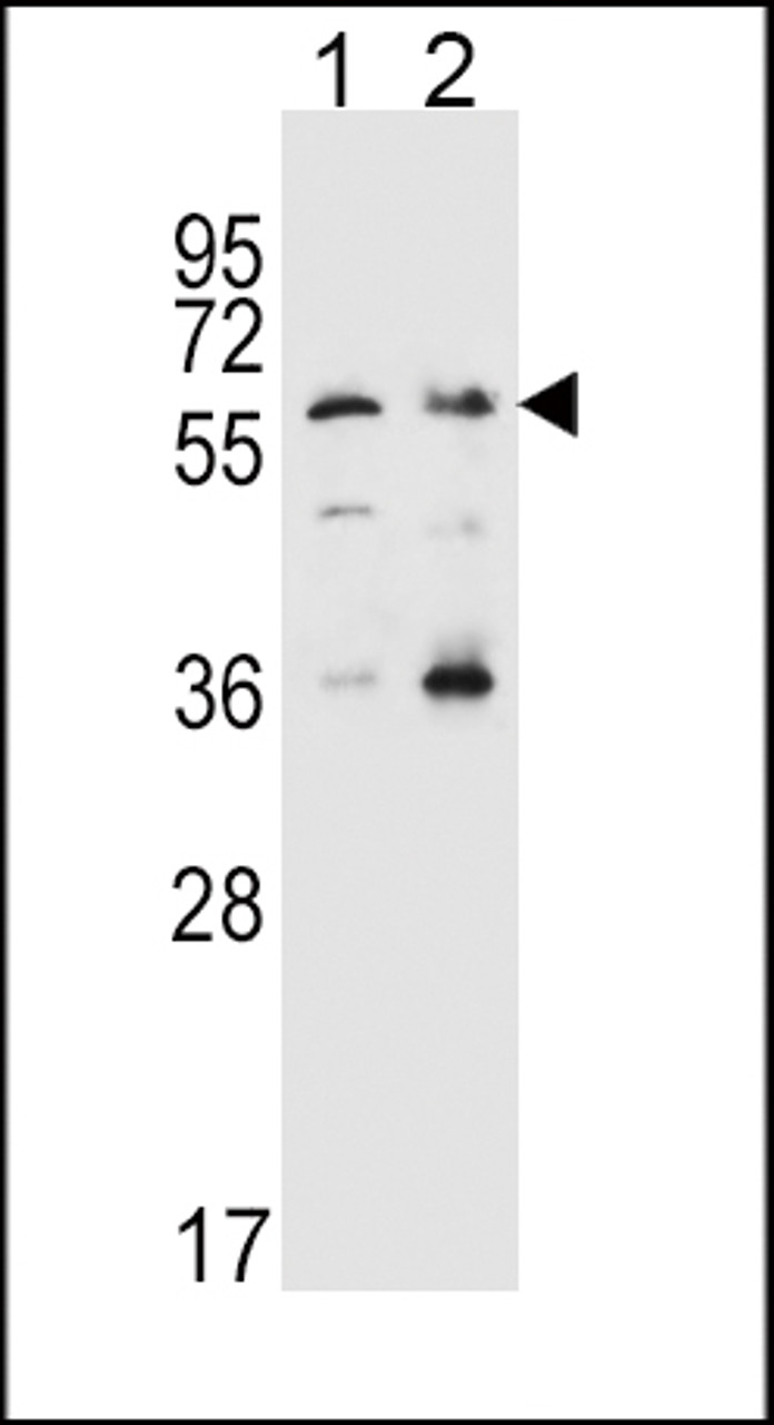 Western blot analysis in Hela (lane 1) , K562 (lane 2) cell line lysates (35ug/lane) .