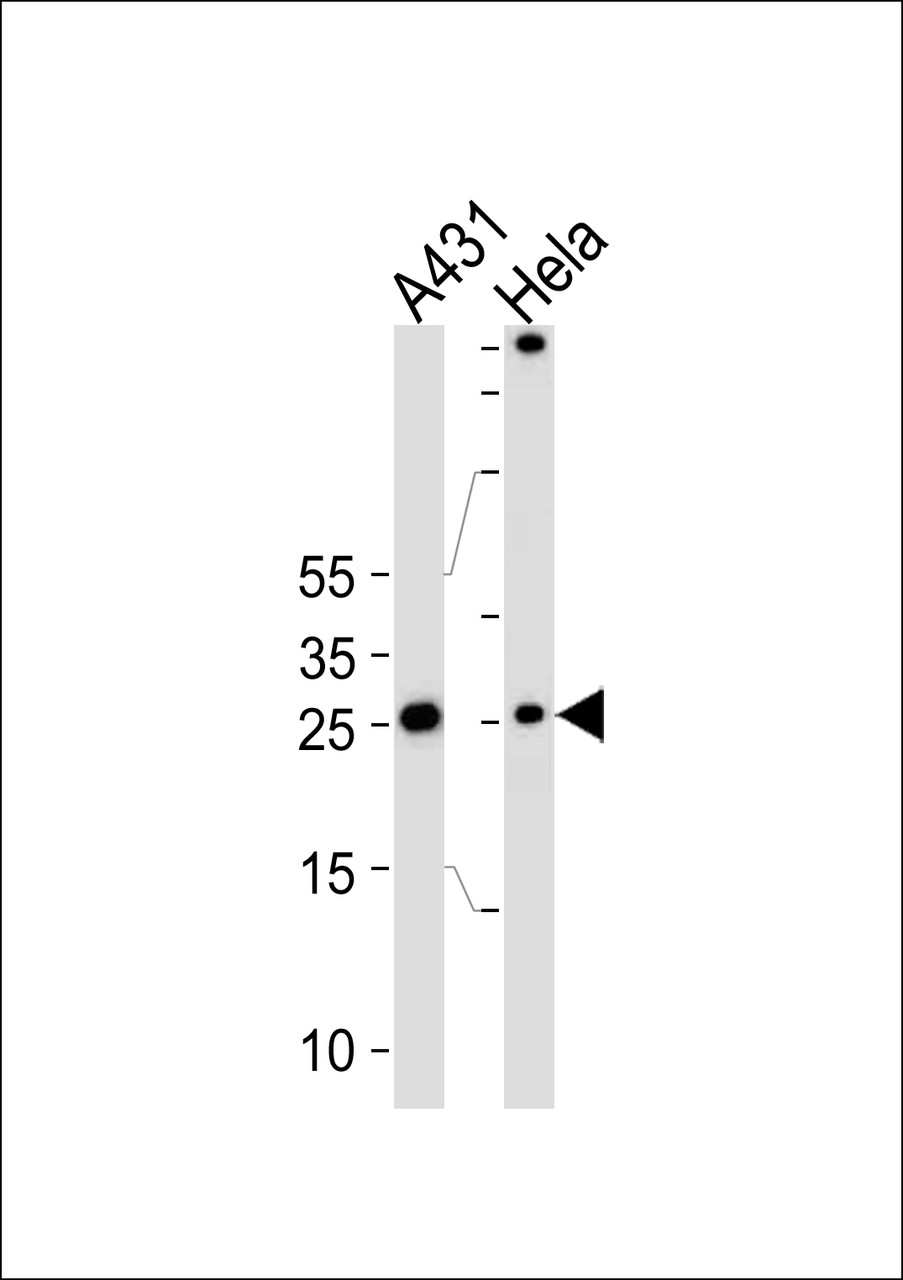 Western blot analysis of lysates from A431, Hela cell line (from left to right) , using SFN Antibody at 1:1000 at each lane.