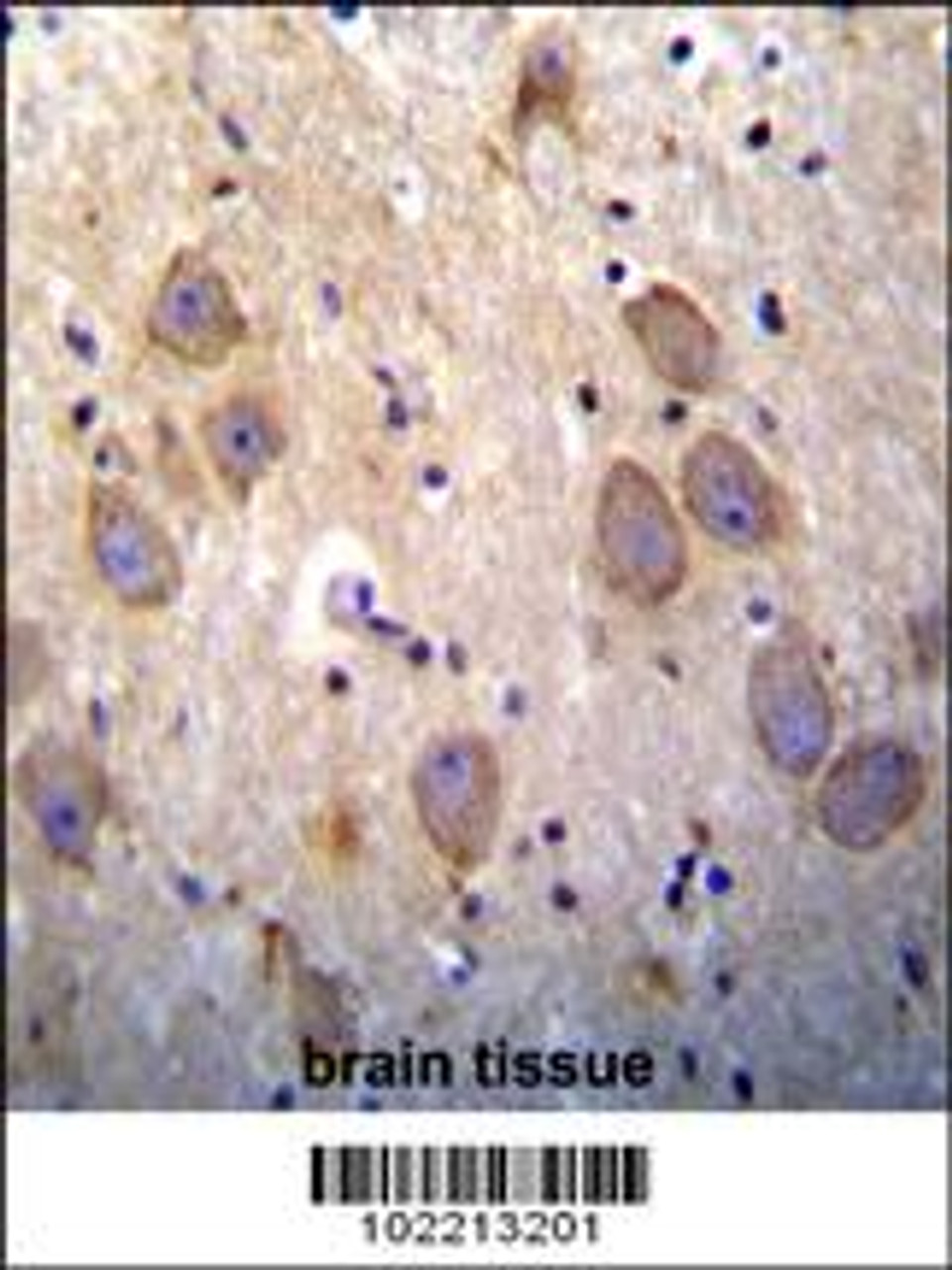 cIAP2 (BIRC3) antibody immunohistochemistry analysis in formalin fixed and paraffin embedded human brain tissue followed by peroxidase conjugation of the secondary antibody and DAB staining.