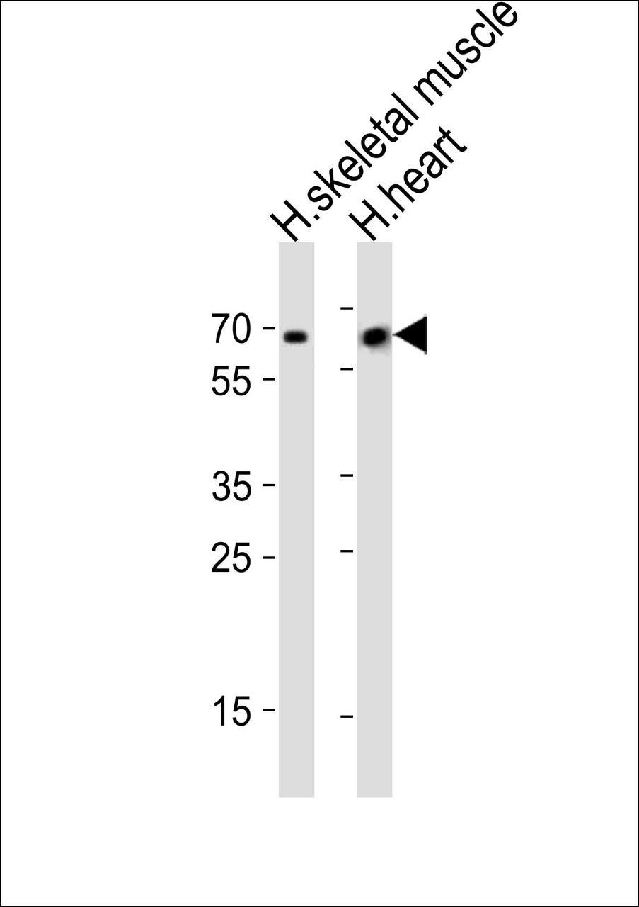 Western blot analysis of lysates from human skeletal muscle and human heart tissue (from left to right) , using Cry2 Antibody (R579) at 1:1000 at each lane.