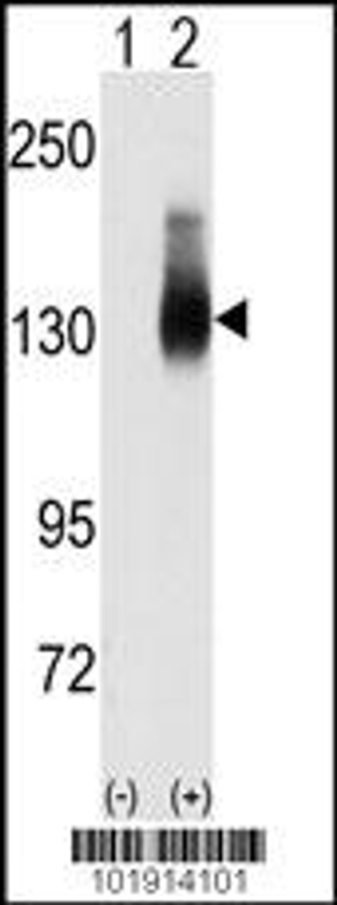Western blot analysis of Jag2 using JAG2 Antibody using 293 cell lysates (2 ug/lane) either nontransfected (Lane 1) or transiently transfected with the JAG2 gene (Lane 2) .