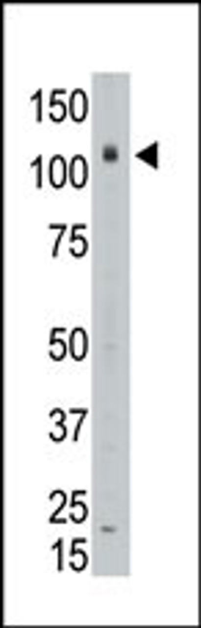 Antibody is used in Western blot to detect LAF4 in placenta tissue lysate.