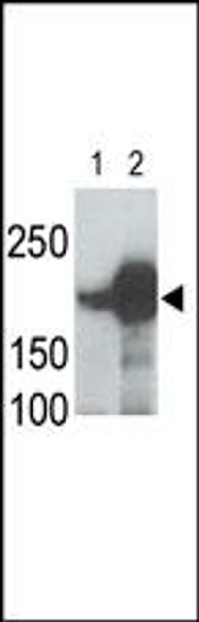 LRP5 Antibody is used in Western blot to detect recombinant human LRP5 (Lane 1) and mouse LRP5 (Lane 2) proteins in transfected 293 cell lysates. Data is kindly provided by Drs. V. Harris and S. Aaronson from the Mount Sinai School of Medicine (New York, NY) .