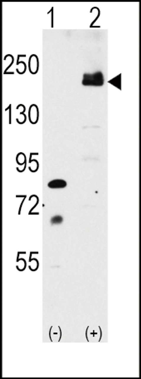 Western blot analysis of LRP6 using rabbit polyclonal LRP6 Antibody (C-term T1546) using 293 cell lysates (2 ug/lane) either nontransfected (Lane 1) or transiently transfected with the LRP6 gene (Lane 2) .