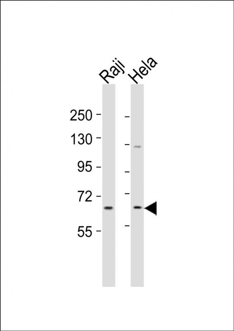 Western Blot at 1:2000 dilution Lane 1: Raji whole cell lysates Lane 2: Hela whole cell lysates Lysates/proteins at 20 ug per lane.