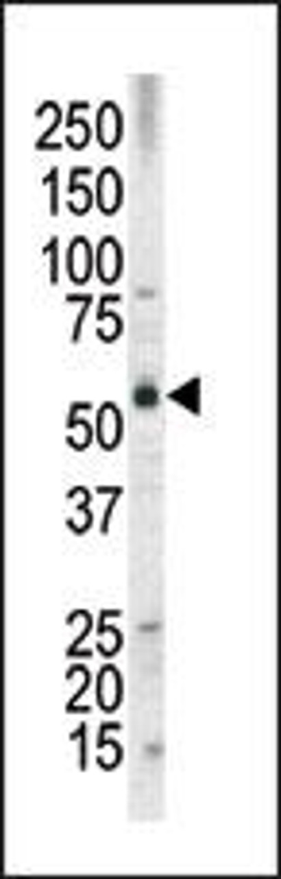 Antibody is used in Western blot to detect MLLT3 in HL60 tissue lysate