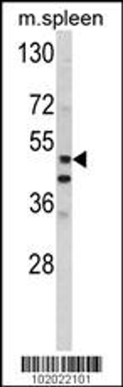 Western blot analysis of hMMP10-R409 in mouse spleen tissue lysates (35ug/lane)