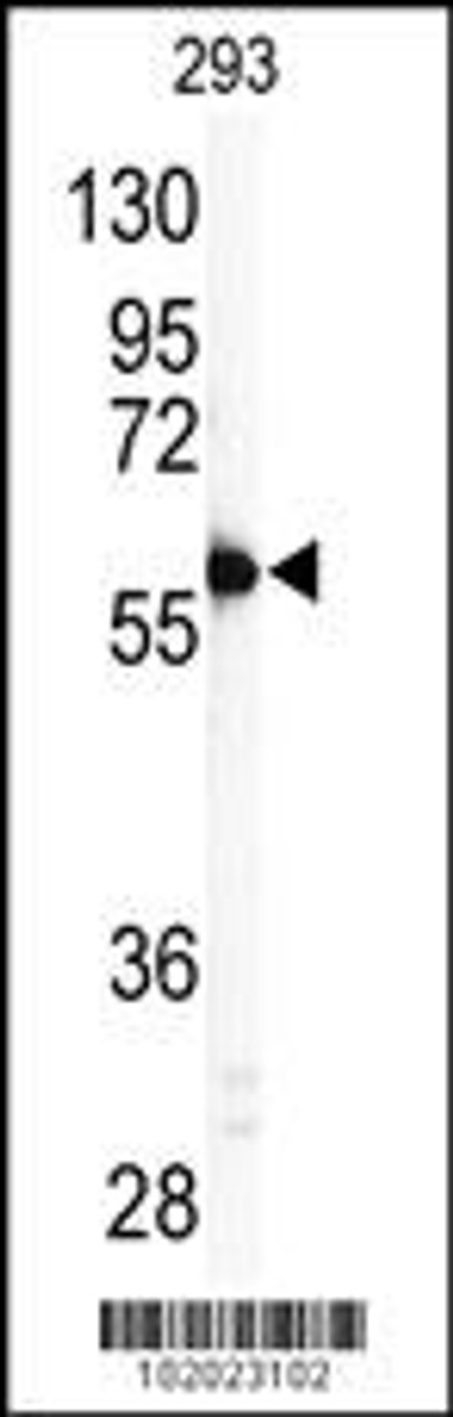 Western blot analysis of anti-MMP11 Antibody in 293 cell line lysates (35ug/lane) .