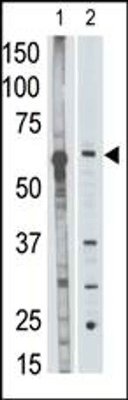 Antibody is used in Western blot to detect MMP25 in mouse liver tissue lysate (lane 1) and HL60 cell lysate (lane 2) lysate.