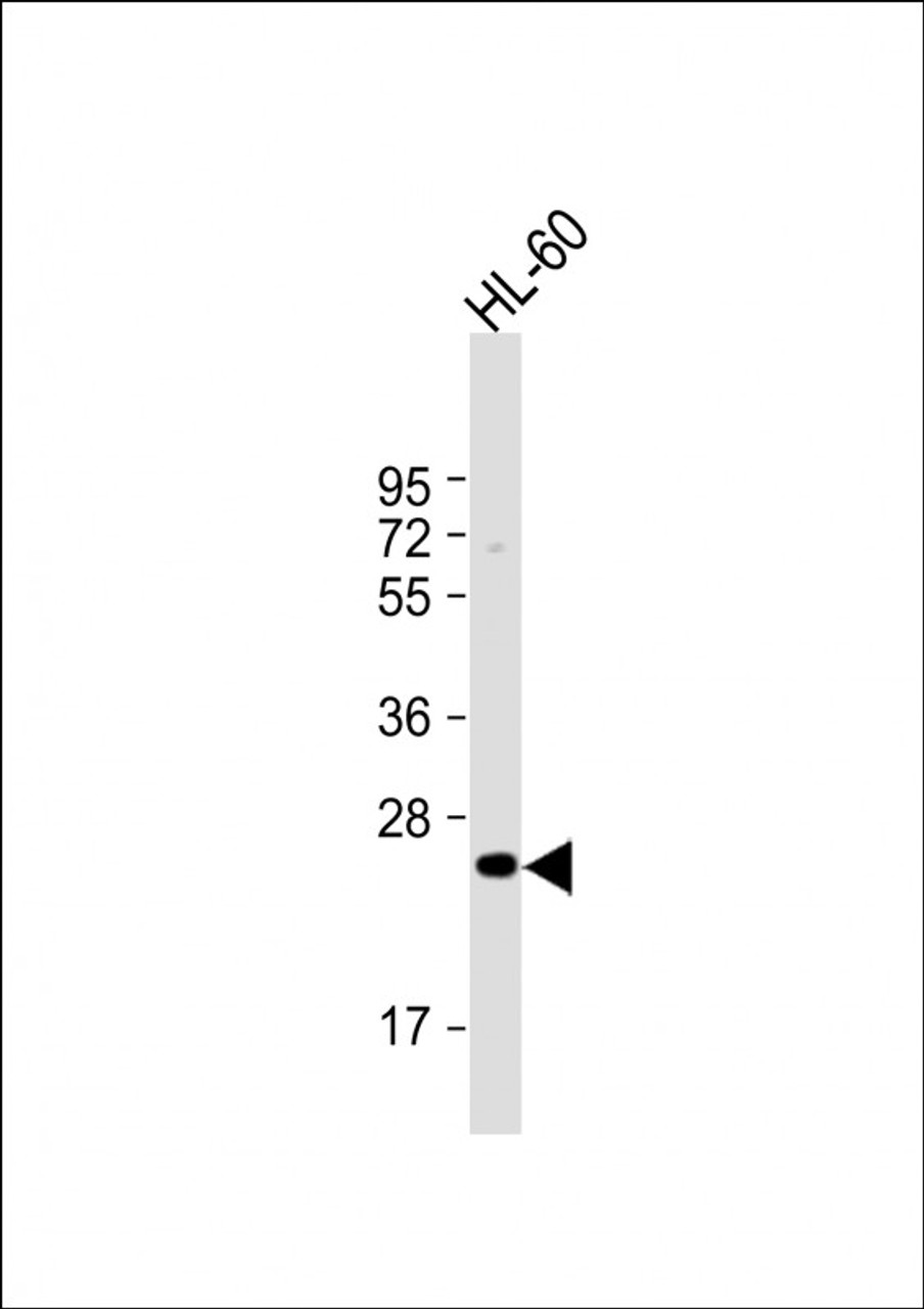 Western Blot at 1:1000 dilution + HL-60 whole cell lysate Lysates/proteins at 20 ug per lane.