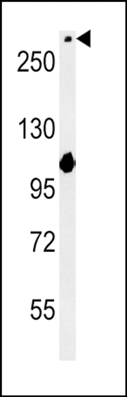 Western blot analysis in mouse NIH-3T3 cell line lysates (15ug/lane) .This demonstrates the NOTdetected the NOTCH3 protein (arrow) .