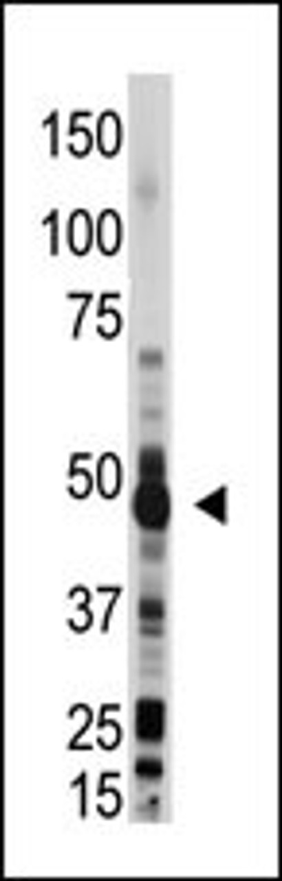 Antibody is used in Western blot to detect OAS1 in mouse liver lysate.