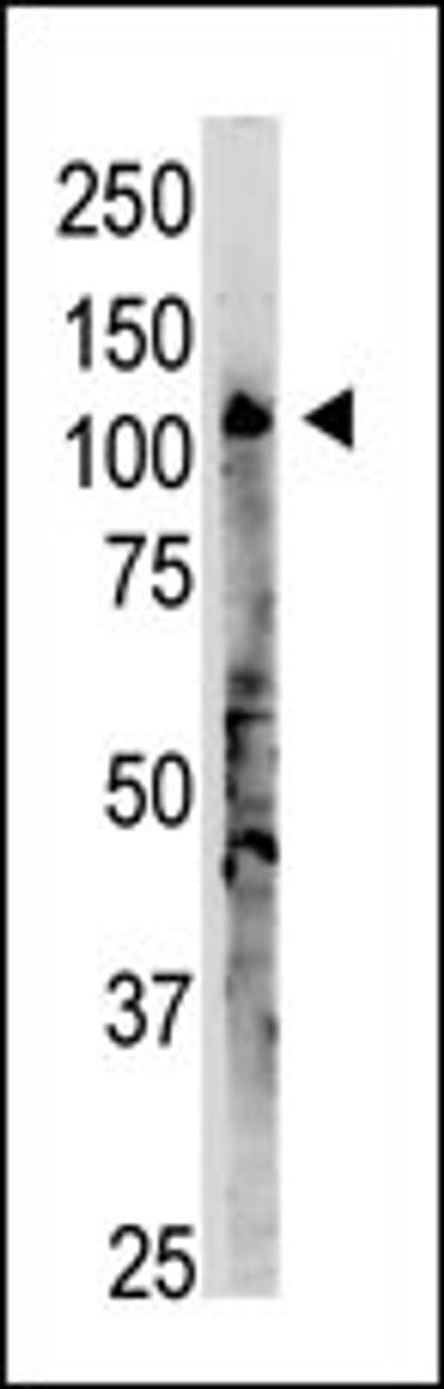 Antibody is used in Western blot to detect OAS3 in A375 lysate.