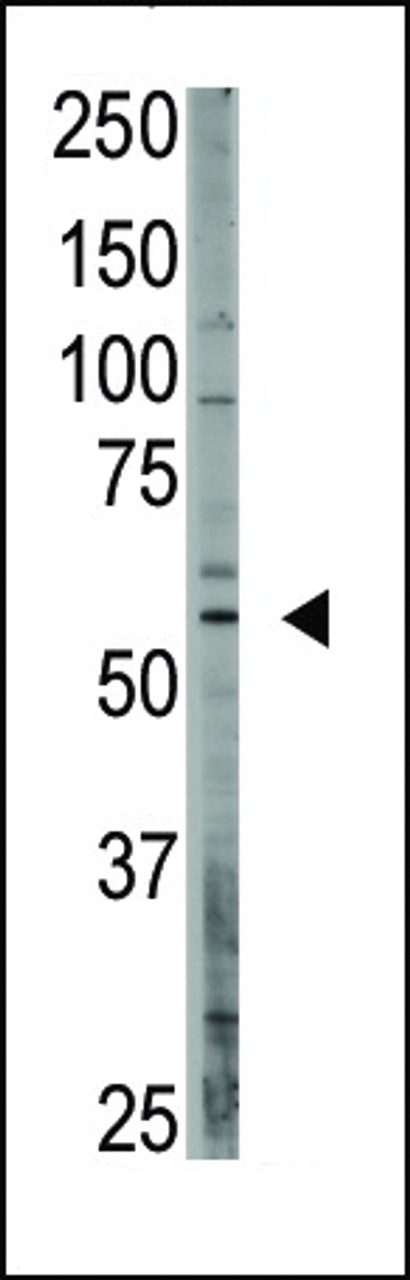 Antibody is used in Western blot to detect OASIS in A375 lysate.