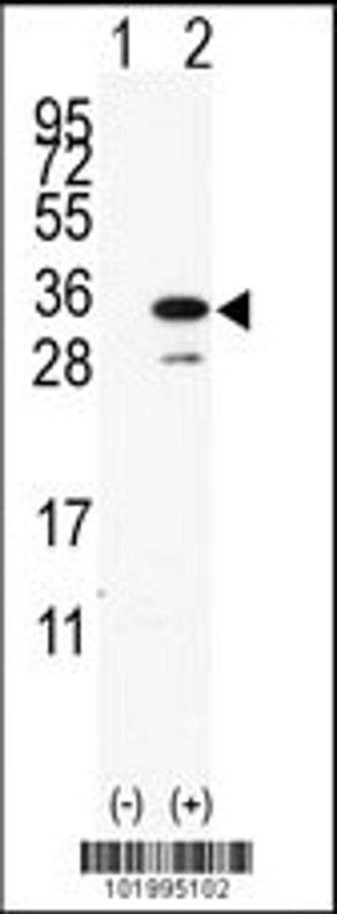 Western blot analysis of PDAP1 using rabbit polyclonal PDAP1 Antibody using 293 cell lysates (2 ug/lane) either nontransfected (Lane 1) or transiently transfected with the PDAP1 gene (Lane 2) .