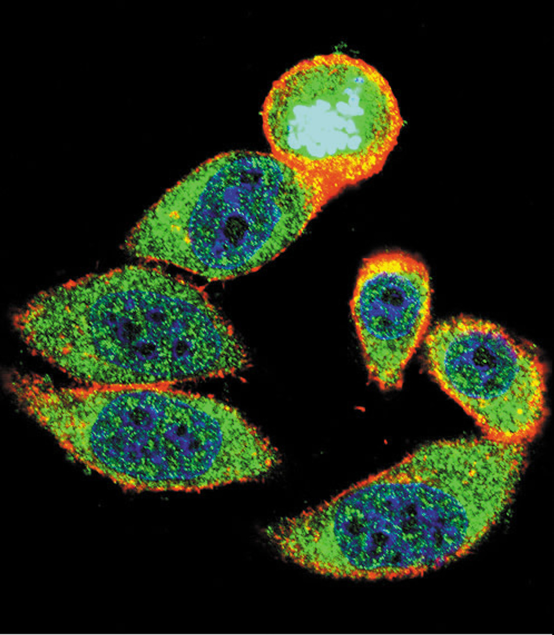 Confocal immunofluorescent analysis of 27Kip1 Antibody with Hela cell followed by Alexa Fluor 488-conjugated goat anti-rabbit lgG (green) . Actin filaments have been labeled with Alexa Fluor 555 phalloidin (red) .DAPI was used to stain the cell nuclear (blue) .