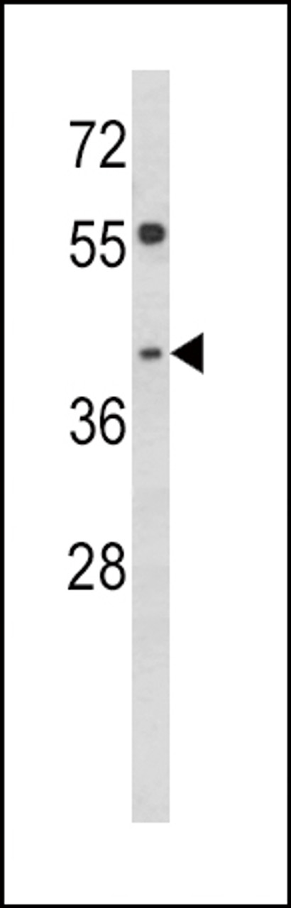Western blot analysis of TOB2 Antibody in HepG2 cell line lysates (35ug/lane)