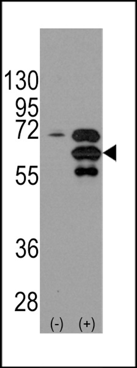 Western blot analysis of INA using rabbit polyclonal INA Antibody using 293 cell lysates (2 ug/lane) either nontransfected (Lane 1) or transiently transfected with the INA gene (Lane 2) .