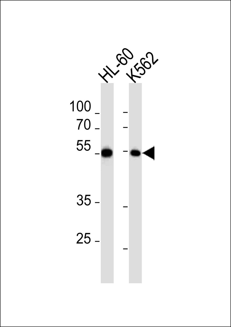 Western blot analysis in HL-60, K562 cell line lysates (35ug/lane) .