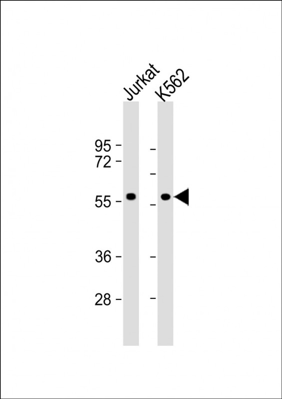 Western Blot at 1:1000 dilution Lane 1: Jurkat whole cell lysate Lane 2: K562 whole cell lysate Lysates/proteins at 20 ug per lane.
