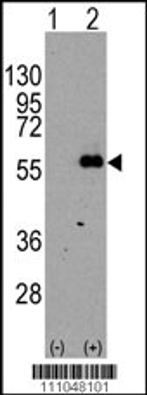 Western blot analysis of MEF2C using rabbit polyclonal MEF2C Antibody (S396) using 293 cell lysates (2 ug/lane) either nontransfected (Lane 1) or transiently transfected with the MEF2C gene (Lane 2) .