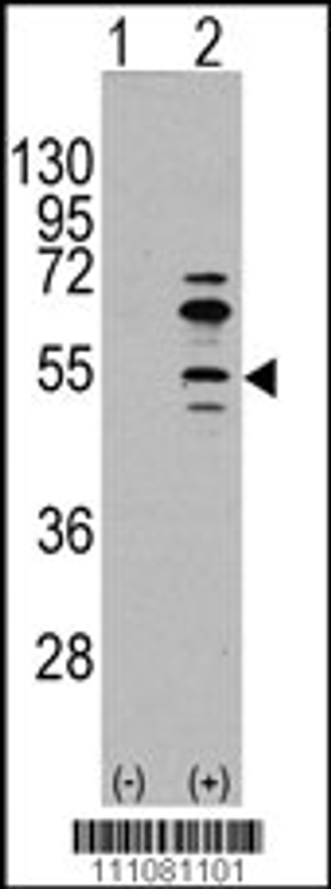 Western blot analysis of MEF2C using rabbit polyclonal MEF2C Antibody (S59) using 293 cell lysates (2 ug/lane) either nontransfected (Lane 1) or transiently transfected with the MEF2C gene (Lane 2) .