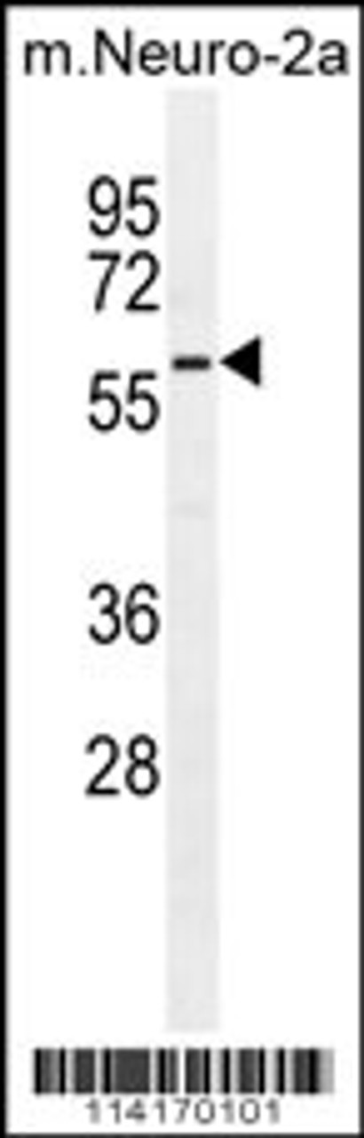 Western blot analysis in mouse Neuro-2a cell line lysates (35ug/lane) .