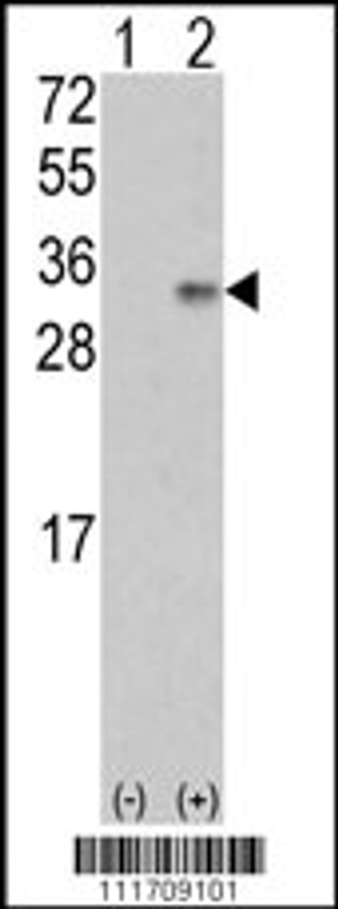 Western blot analysis of VEGF2 using rabbit polyclonal VEGF2 Antibody using 293 cell lysates (2 ug/lane) either nontransfected (Lane 1) or transiently transfected with the VEGF2 gene (Lane 2) .