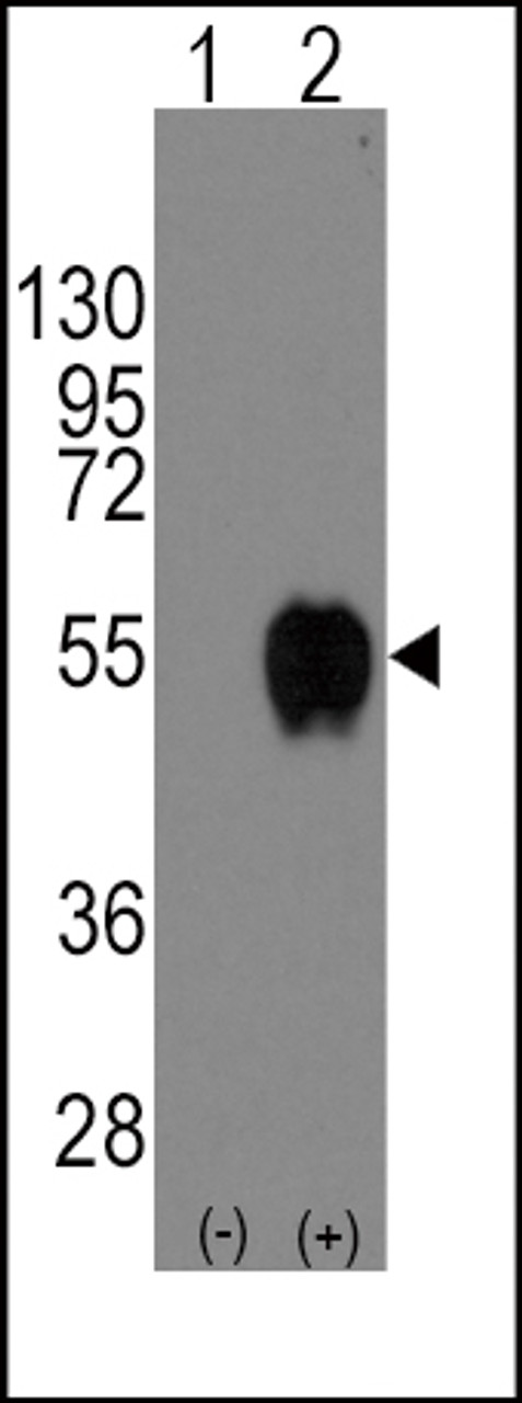 Western blot analysis of CD14 using rabbit polyclonal CD14 Antibody using 293 cell lysates (2 ug/lane) either nontransfected (Lane 1) or transiently transfected with the CD14 gene (Lane 2) .