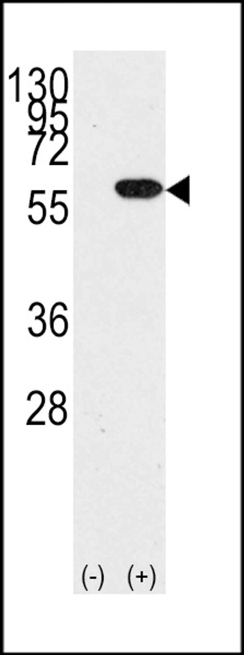 Western blot analysis of YBX1 using rabbit polyclonal YBX1 Antibody.293 cell lysates (2 ug/lane) either nontransfected (Lane 1) or transiently transfected with the YBX1 gene (Lane 2) .