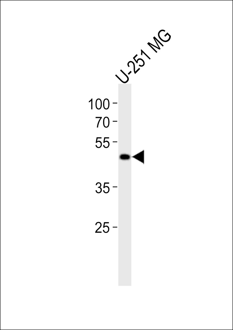 Western blot analysis of lysate from U-251 MG cell line, using YBX1 Antibody at 1:1000.