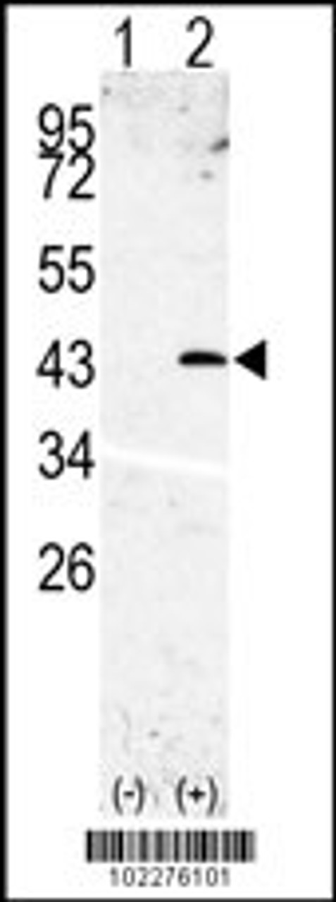 Western blot analysis of SPPL3 using rabbit polyclonal SPPL3 Antibody using 293 cell lysates (2 ug/lane) either nontransfected (Lane 1) or transiently transfected with the SPPL3 gene (Lane 2) .