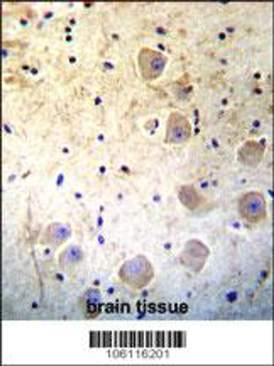 Kallikrein 6 (KLK6) Antibody immunohistochemistry analysis in formalin fixed and paraffin embedded human brain tissue followed by peroxidase conjugation of the secondary antibody and DAB staining.This data demonstrates the use of Kallikrein 6 (KLK6) Antibody for immunohistochemistry.