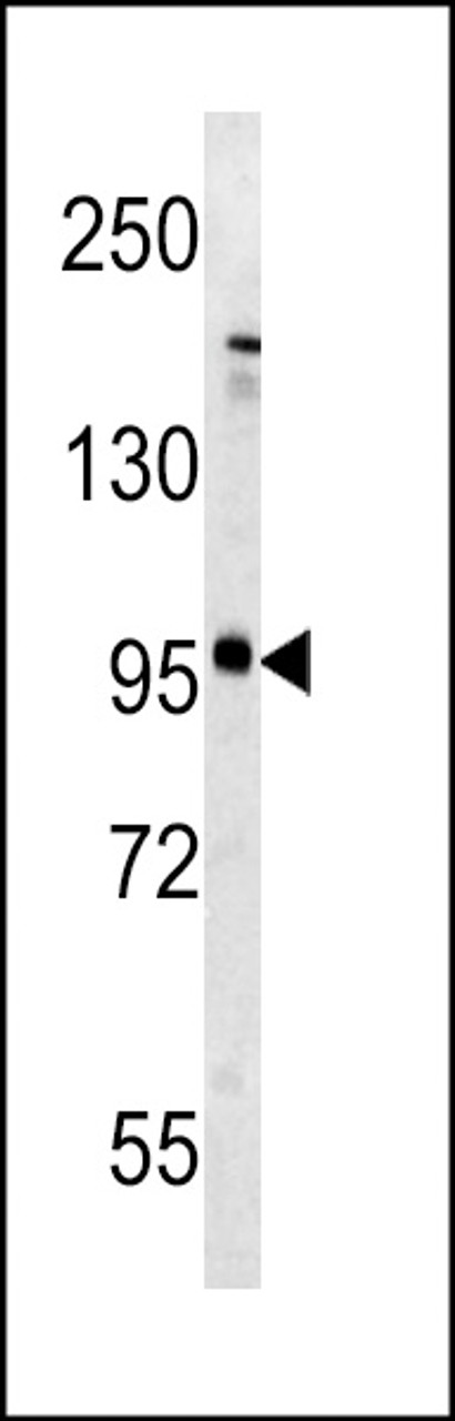 Western blot analysis of Metabotropic Glutamate Receptor 5 (GPRC1E) antibody (C-term T1003) in mouse brain tissue lysates (35ug/lane) .