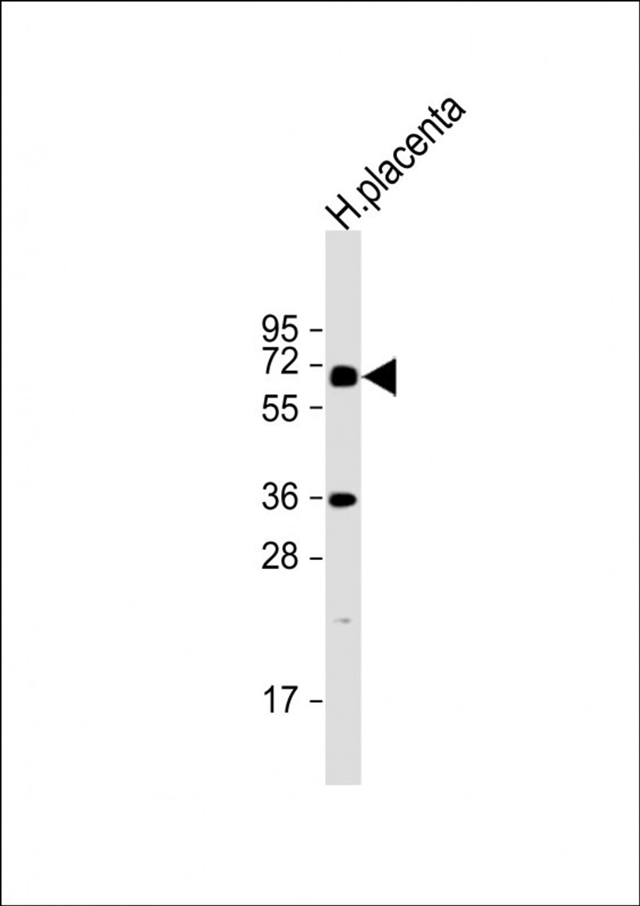 Western Blot at 1:2000 dilution + human placenta lysate Lysates/proteins at 20 ug per lane.