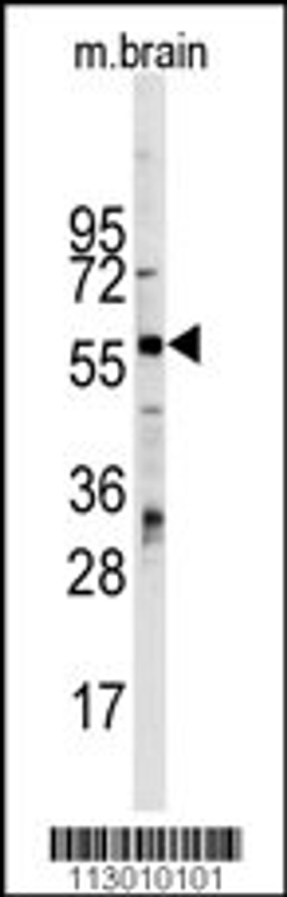 Western blot analysis of ZBTB7B Antibody Pab in mouse brain tissue lysates (35ug/lane)