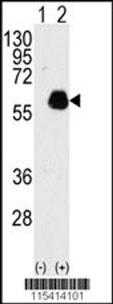 Western blot analysis of PXN using rabbit polyclonal PXN Antibody (Y118) using 293 cell lysates (2 ug/lane) either nontransfected (Lane 1) or transiently transfected with PXN gene (Lane 2) .