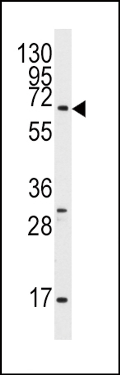 Western blot analysis of anti-Pael-R (GPR37) Antibody in K562 cell line lysates (35ug/lane)