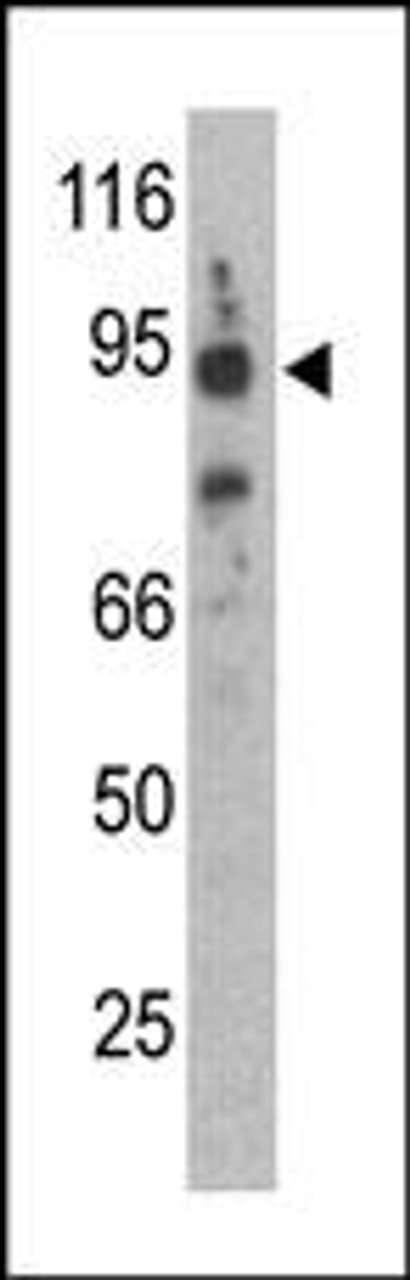Antibody is used in Western blot to detect Synphilin-1 in mouse brain lysate.