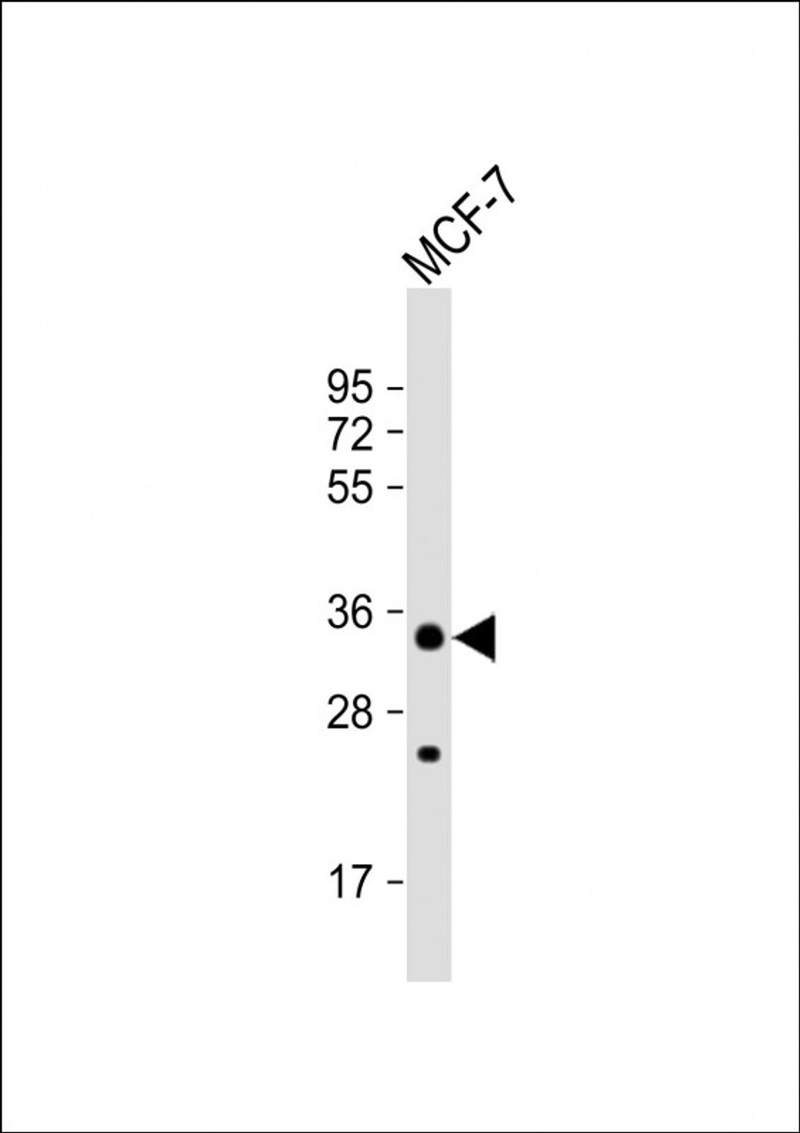 Western Blot at 1:1000 dilution + MCF-7 whole cell lysate Lysates/proteins at 20 ug per lane.