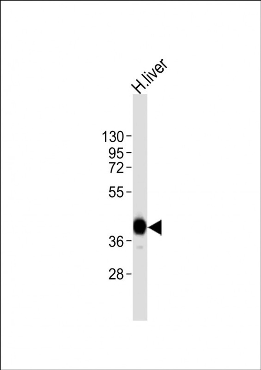 Western Blot at 1:8000 dilution + human liver lysates Lysates/proteins at 20 ug per lane.