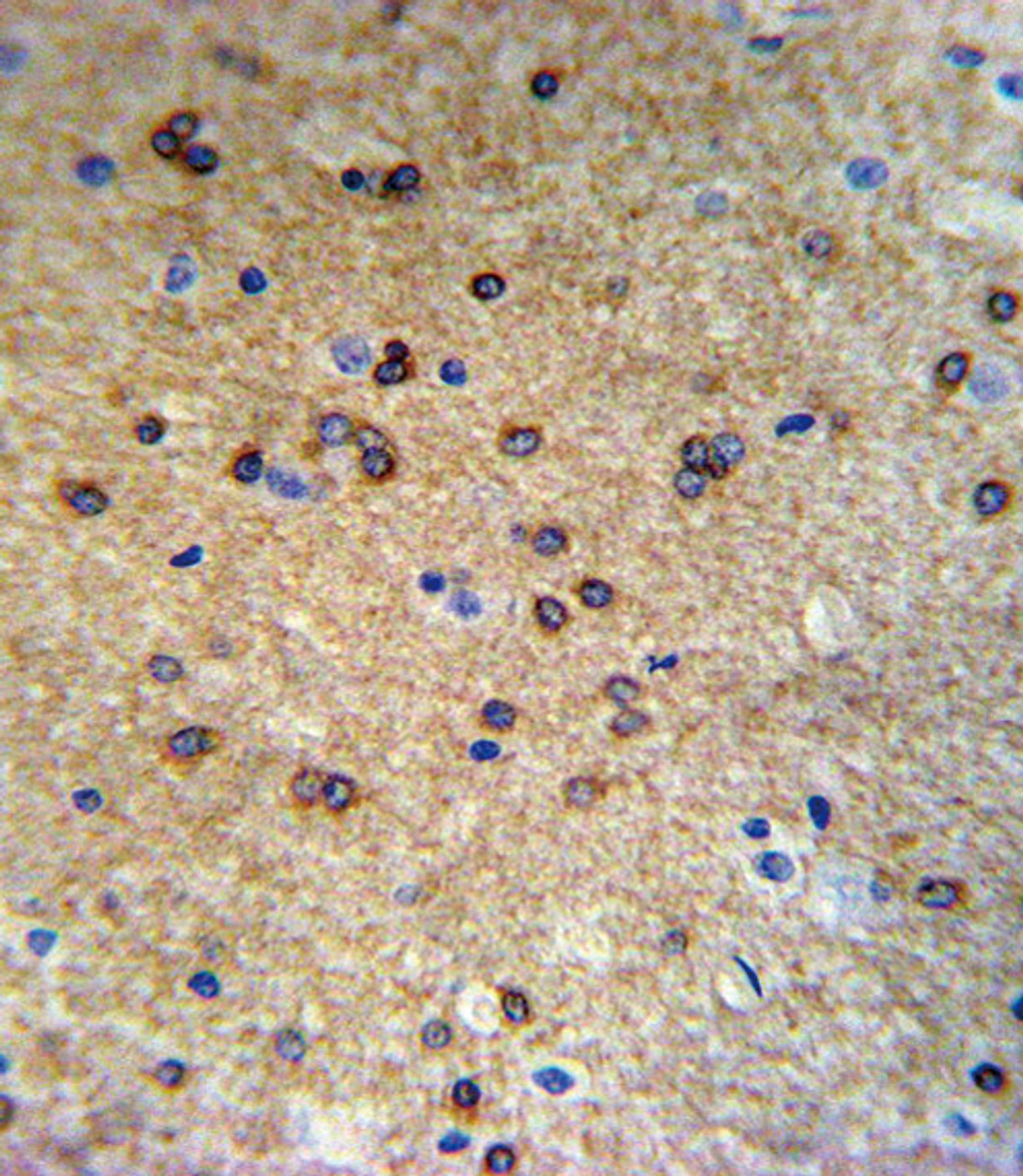 ATP7B Antibody IHC analysis in formalin fixed and paraffin embedded mouse brain tissue followed by peroxidase conjugation of the secondary antibody and DAB staining.