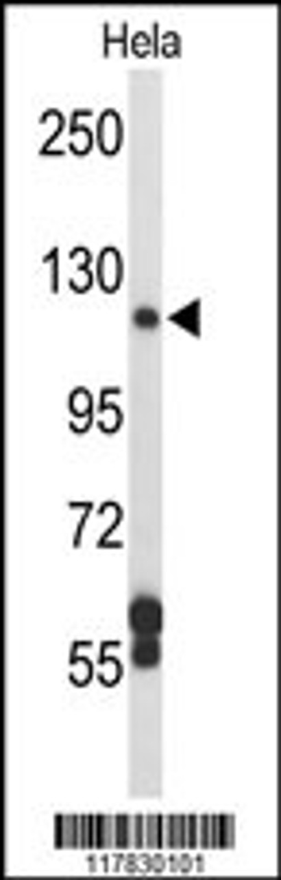 Western blot analysis of DPP8 Antibody in Hela cell line lysates (35ug/lane)
