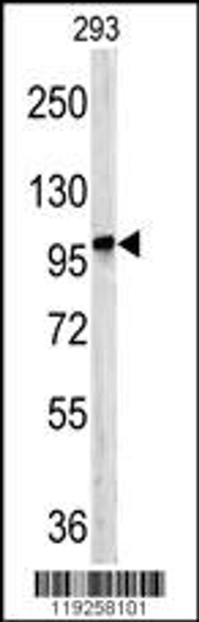 Western blot analysis of DPP8 antibody in 293 cell line lysates (35ug/lane)