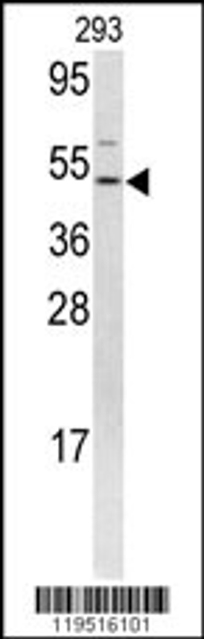 Western blot analysis of FLI1 antibody in 293 cell line lysates (35ug/lane)