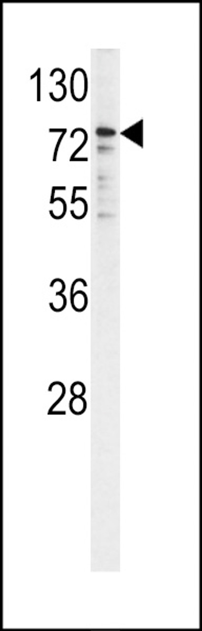 Western blot analysis of P450R antibody in K562 cell line lysates (35ug/lane)