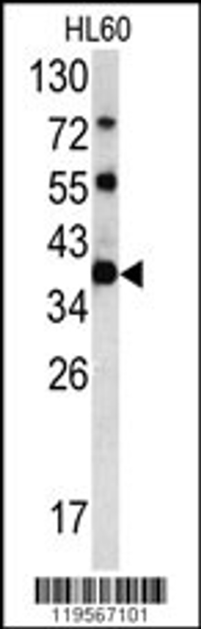 Western blot analysis of CLNS1A antibody in HL60 cell line lysates (35ug/lane)