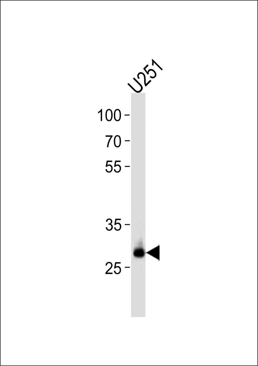 Western blot analysis in U251 cell line lysates (35ug/lane) .